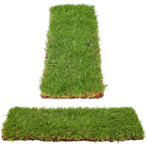 Eureka Kikuyu Grass