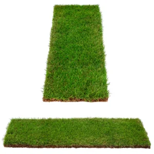 Sir Grange Zoysia Grass