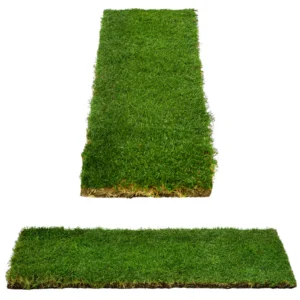 Tiftuf Hybrid Bermuda Grass