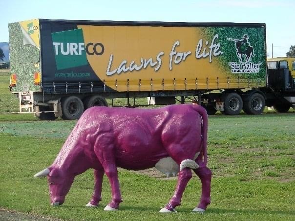 Turfco cows