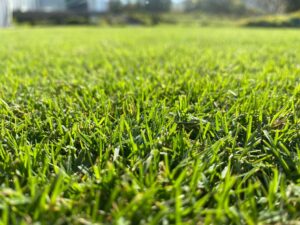 TifTuf Lawn