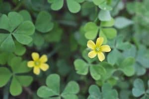 Creeping Oxalis