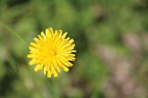 Dandelion in lawn