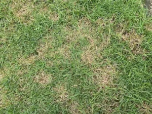 Dollar Spot