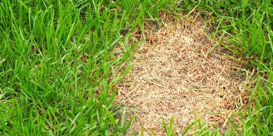 patchy lawn to repair patchy lawn