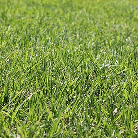 Eureka Kikuyu Grass