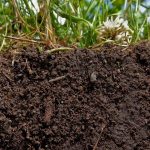 soil for new lawn
