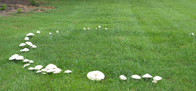 fairy ring in lawn