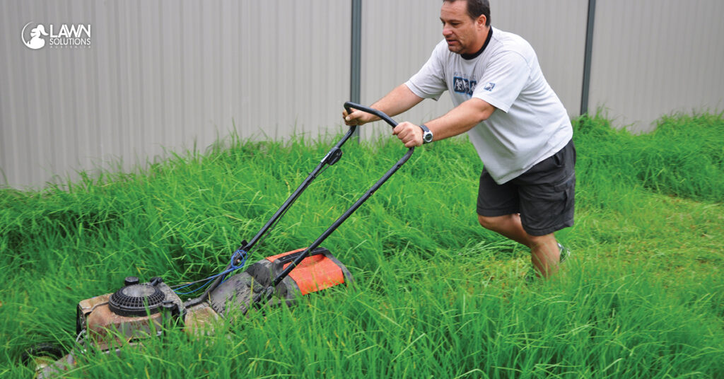 overgrown lawn