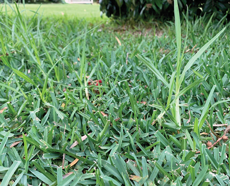 Invasive Kikuyu