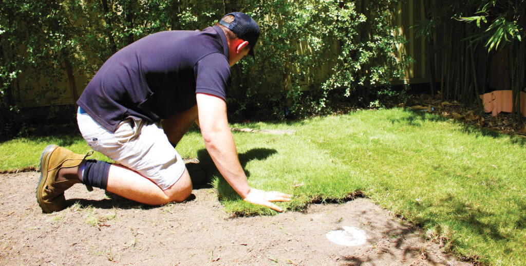 laying a new lawn