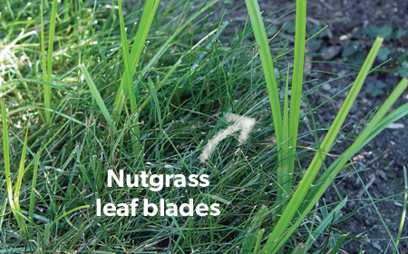 Nutgrass