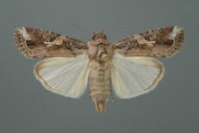 armyworm moth