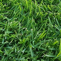 sir grange, turf, grass, zoysia