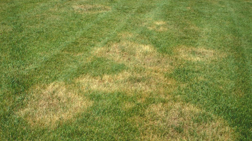 lawn disease