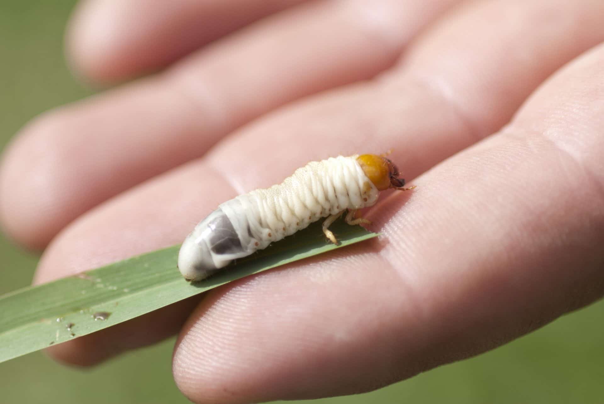 Lawn Grubs