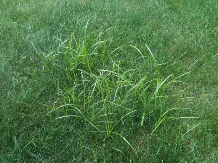 nut grass