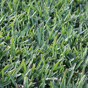 Sir Walter Buffalo Grass Turf