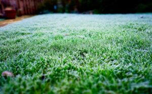 Winter lawn