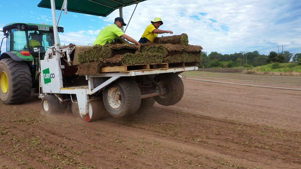 sprig planting