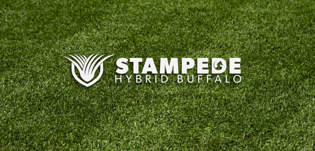 Stampede Hybrid Buffalo