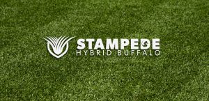Stampede Hybrid Buffalo