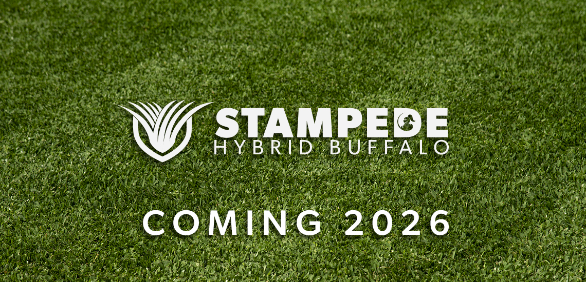 Stampede Hybrid Buffalo